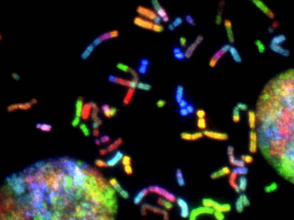 Stem Cell Research