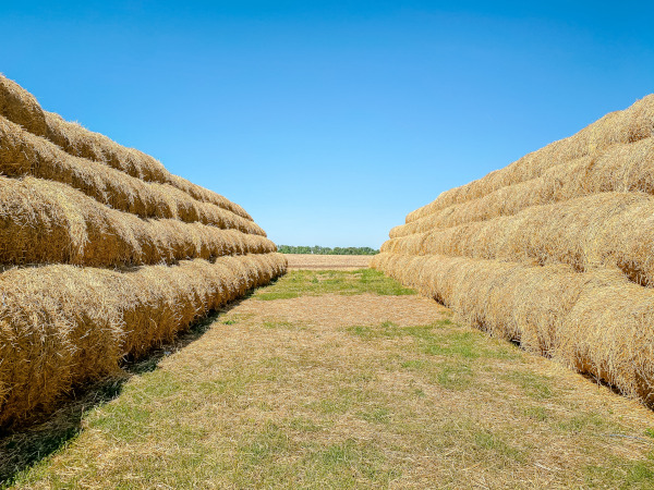 Agriculture, Nutrition & Rural Life